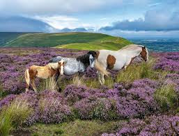 Ravensburger wild horses in heather 2000pc puzzle