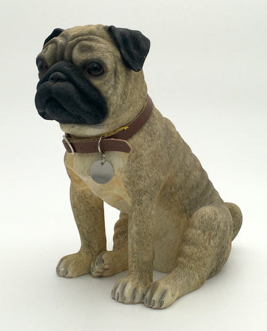 Pug Lesser Pavey Dog Studies Front Side