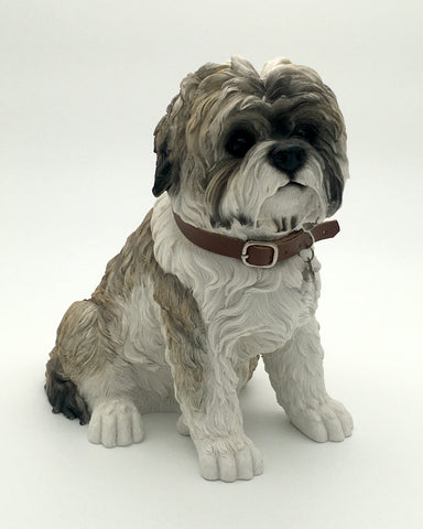 Shih Tzu Lesser Pavey Dog Studies Front