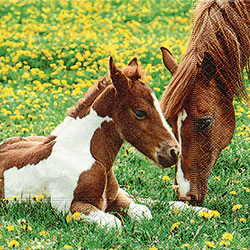Mother & Foal Lunch Napkin